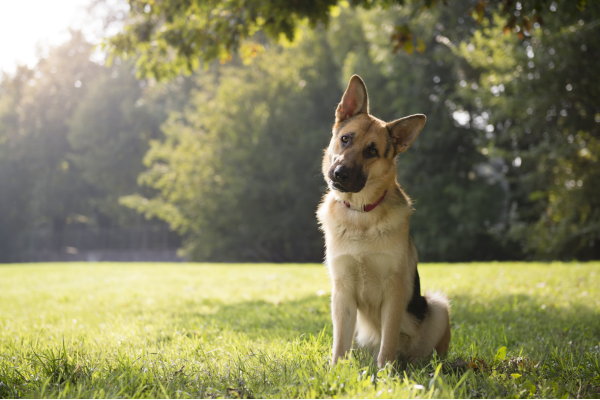 The best dog-friendly places to visit in Oxford (2).png