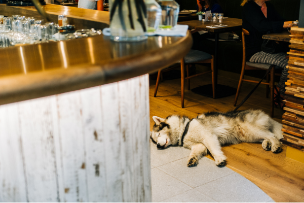 The best dog-friendly places to visit in Oxford.png