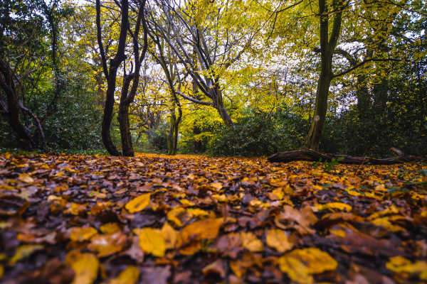 The best walks to do in London during autumn (4).png