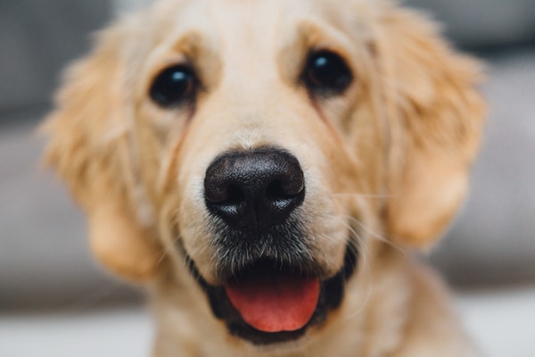 night-animal-dog-pet (2)