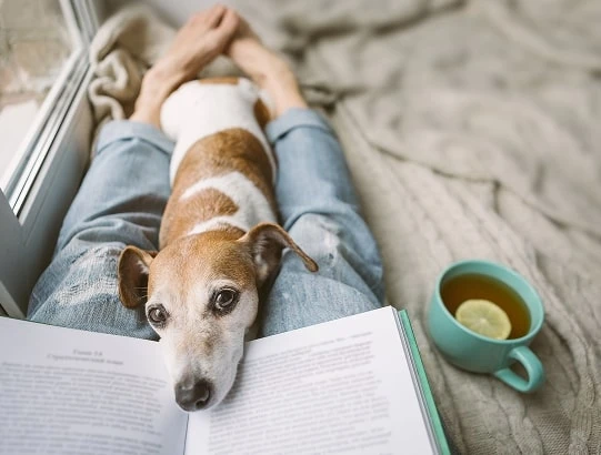 Changes to pet rules & tenant discrimination