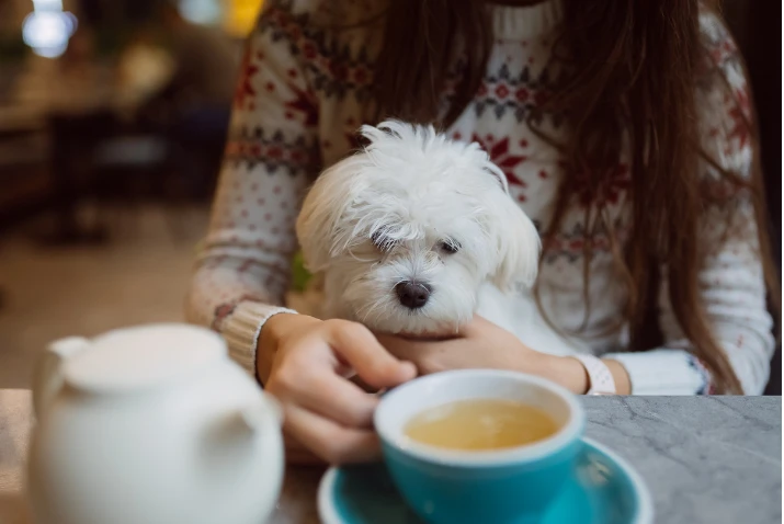 The best dog-friendly places to visit in Oxford