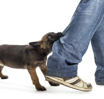 This is No Biting Matter