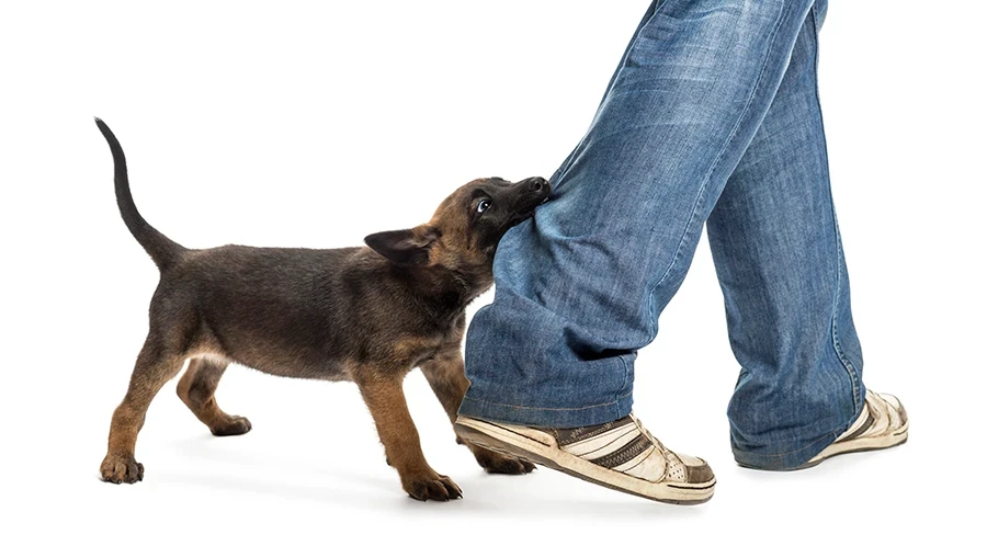 This is No Biting Matter